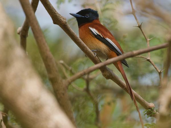 <h3><a href="/trips/gambia/biota/animalia/chordata/aves/040 passeriformes/053 monarchidae/terpsiphone viridis/terpsiphone viridis-nl.html">Terpsiphone&nbsp;viridis</a> / African&nbsp;paradise&nbsp;flycatcher / Afrikaanse&nbsp;paradijsmonarch</h3>OM-1 Mark II met OLYMPUS M.150-400mm F4.5, 1/2000 sec  bij F4.5, ISO 1000, afstand 7.30&nbsp;m